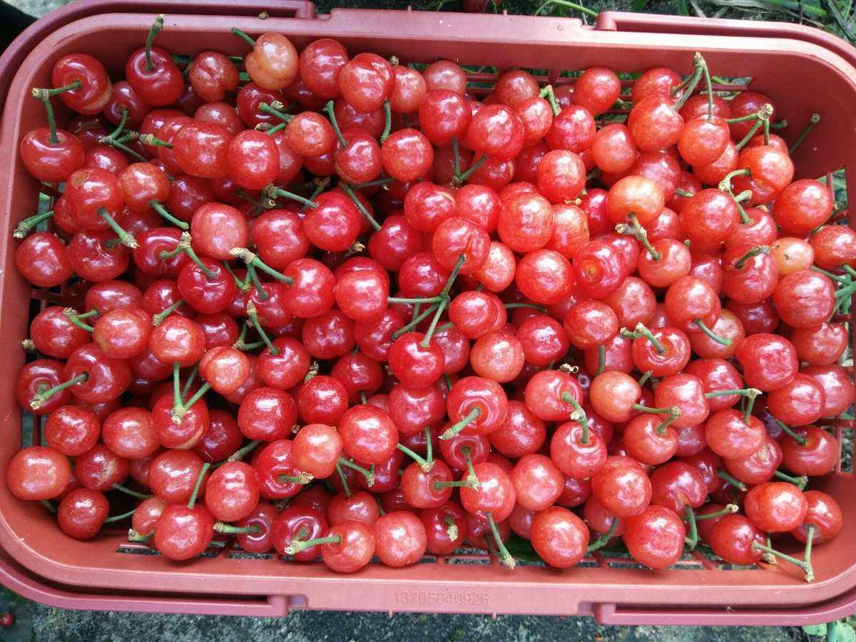 樱桃的樱怎么写(樱桃的樱怎么写写) 樱桃的樱怎么写(樱桃的樱怎么写写)