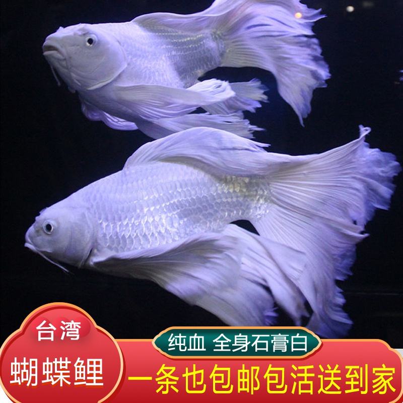 蝴蝶鲤鱼(蝴蝶鲤鱼图片)