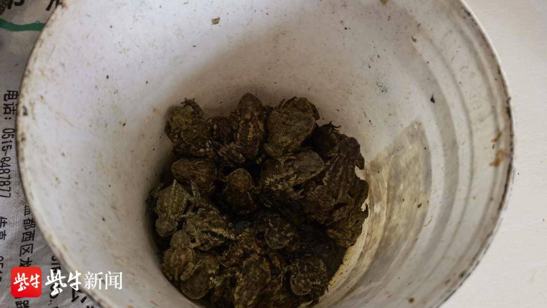 吃林蛙犯法吗(野生林蛙市场价多少一斤) 吃林蛙犯法吗(野生林蛙市场价多少一斤)