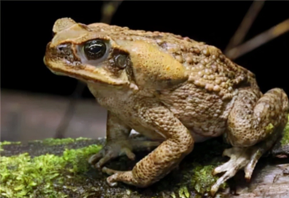 吃林蛙犯法吗(野生林蛙市场价多少一斤) 吃林蛙犯法吗(野生林蛙市场价多少一斤)