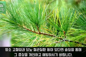 松针治脱发(松针治疗脱发真的有用吗)