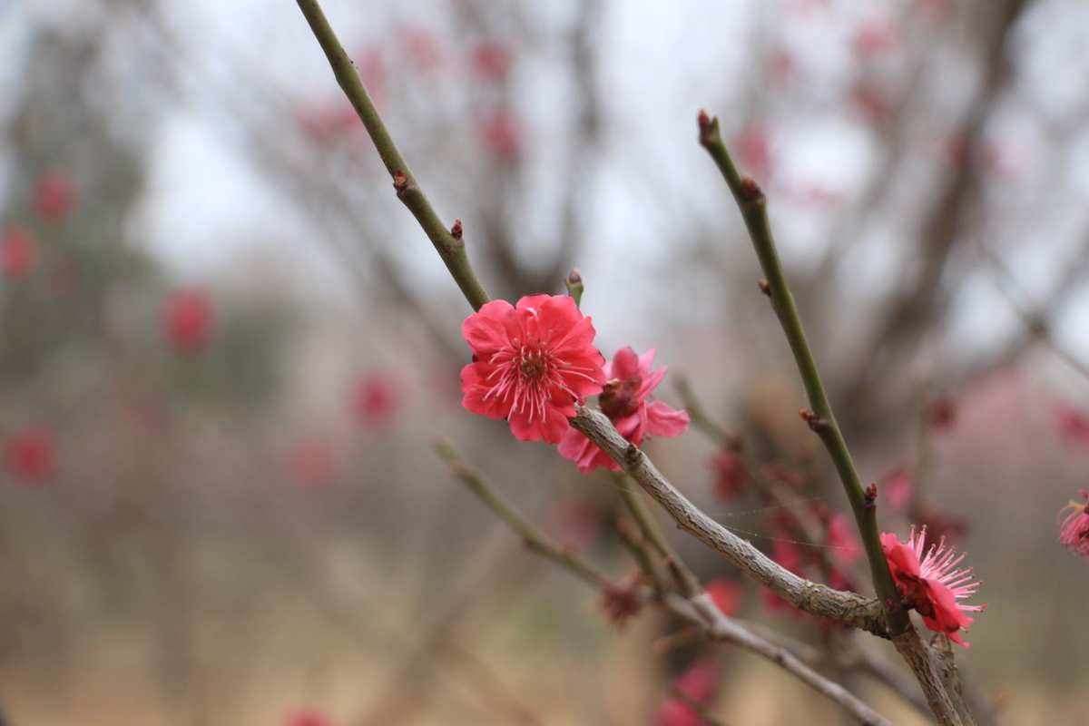 疏疏落落的意思(疏疏落落是成语吗) 疏疏落落的意思(疏疏落落是成语吗)