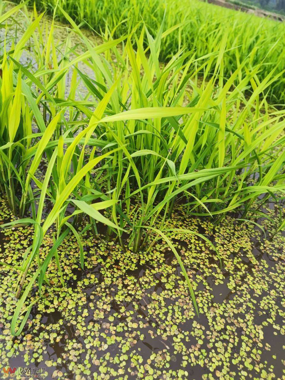 起秧子什么意思(起哄架秧子的顺口溜)