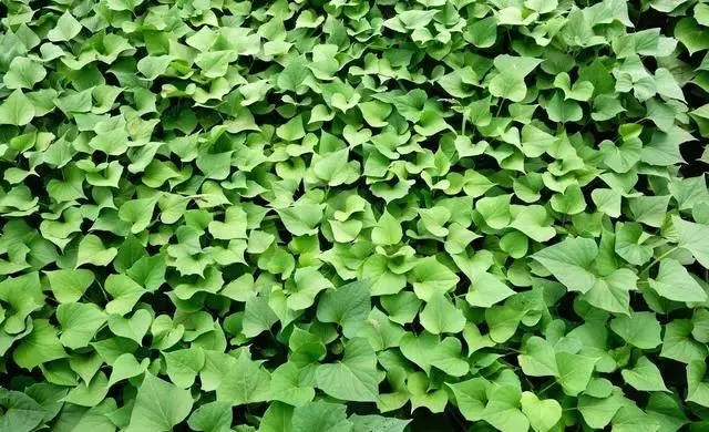 起秧子什么意思(起哄架秧子的顺口溜)