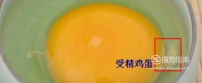 鸡蛋如何受精(鸡蛋如何受精孵出小鸡)