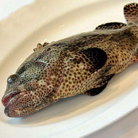 红星斑鱼多少钱一斤(红星斑鱼多少钱一斤2023)