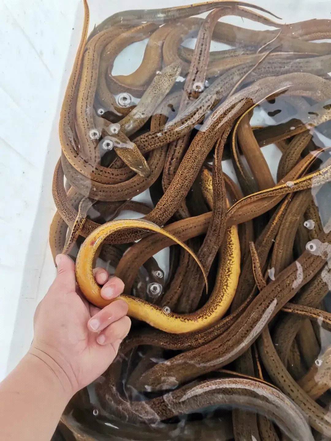 蛇吃黄鳝(蛇吃黄鳝的视频) 蛇吃黄鳝(蛇吃黄鳝的视频)