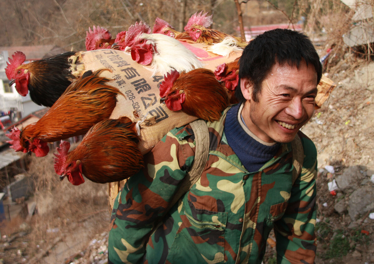 卖鸡(卖鸡的营销方案)
