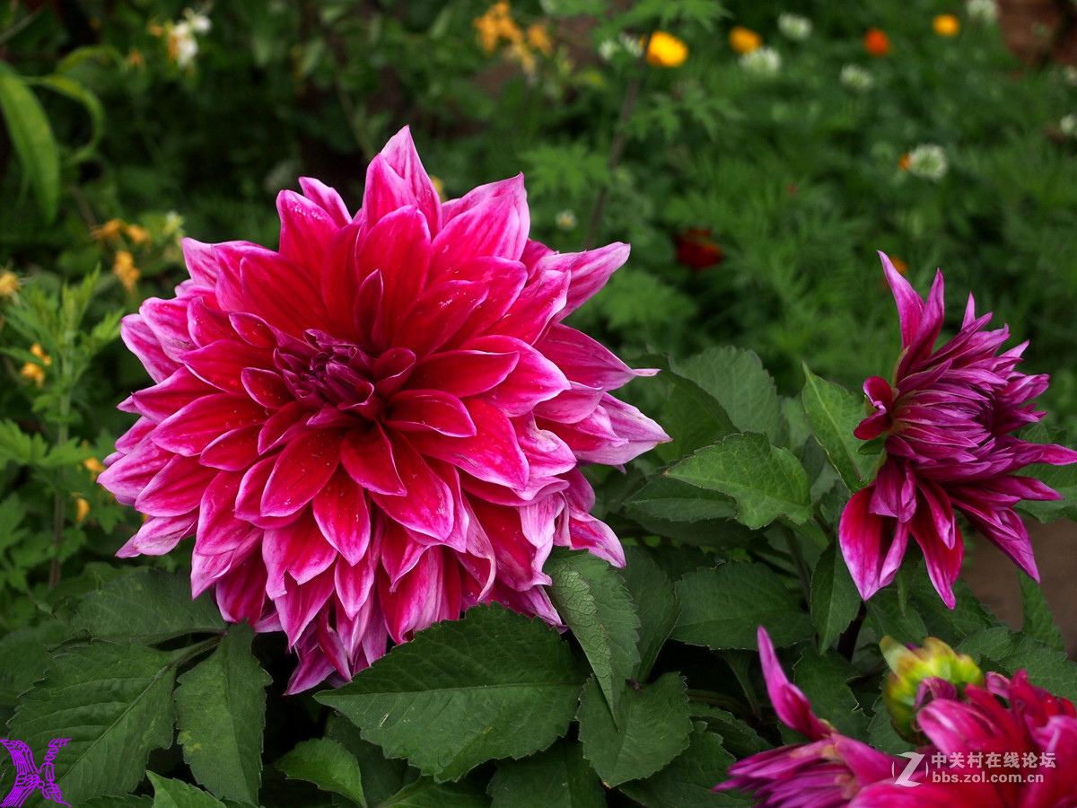 大理花(大丽花好养吗)