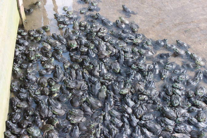 养牛蛙(养牛蛙会造成什么污染)