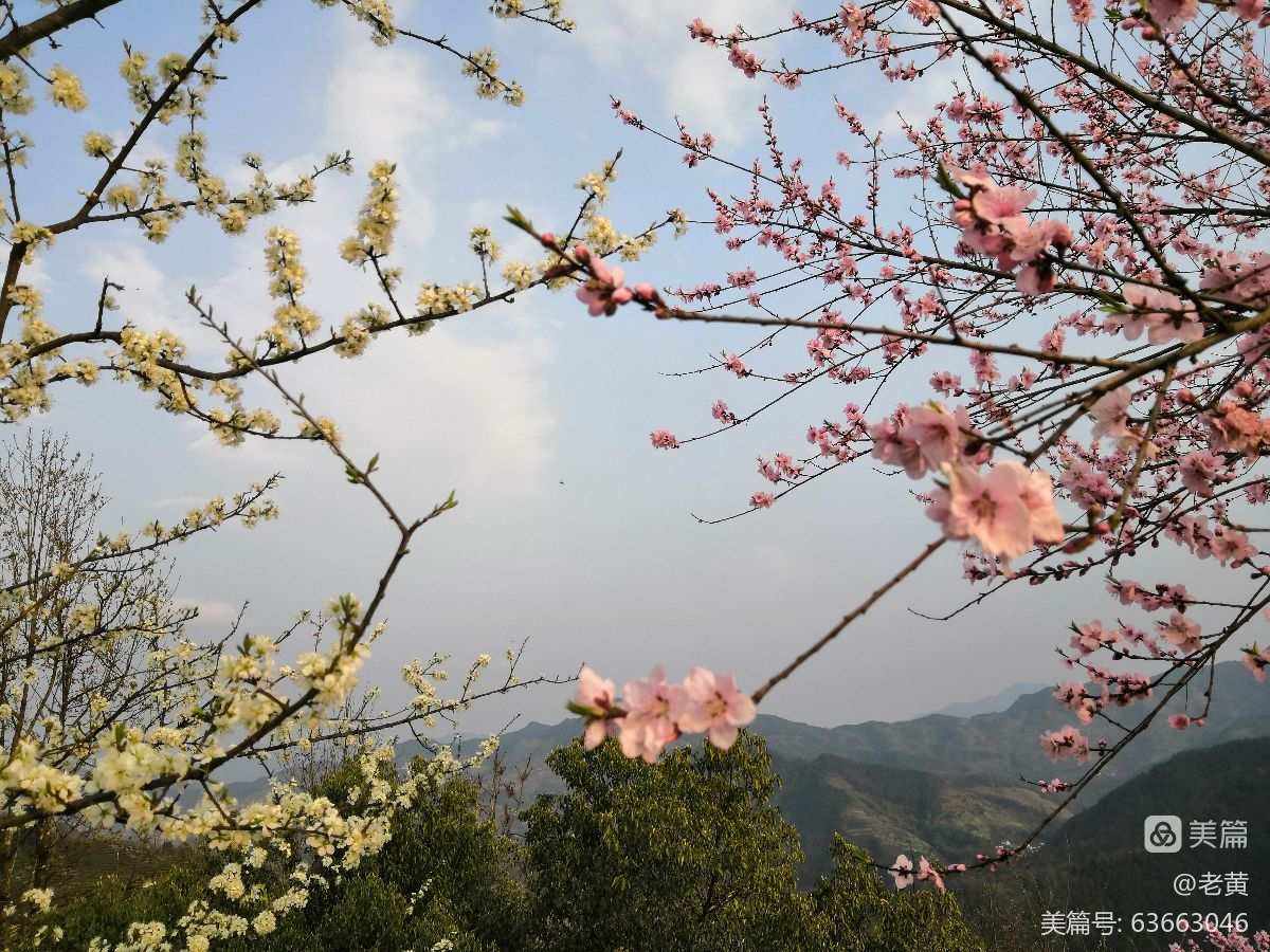 桃李芬芳是什么意思(老师桃李芬芳是什么意思) 桃李芬芳是什么意思(老师桃李芬芳是什么意思)