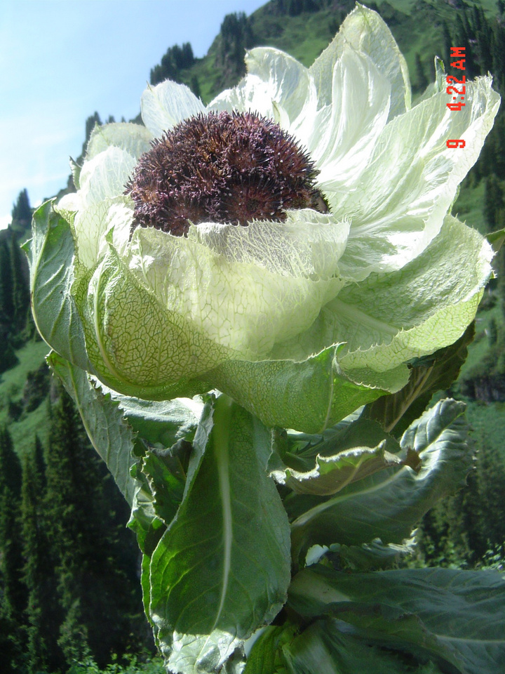 天山雪莲花图片(天山雪莲花图片与功效)