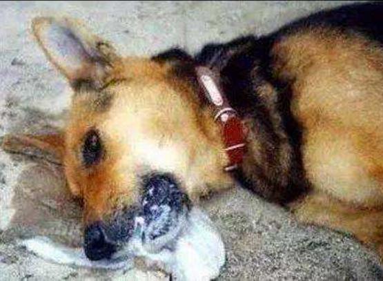 狗能吃蒜苔吗(狗能吃蒜苔吗?那吃了如何救) 狗能吃蒜苔吗(狗能吃蒜苔吗?那吃了如何救)