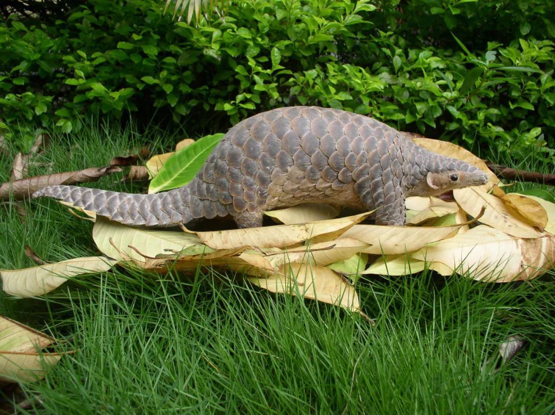 穿山甲说了什么(穿山甲说了什么类似的梗)