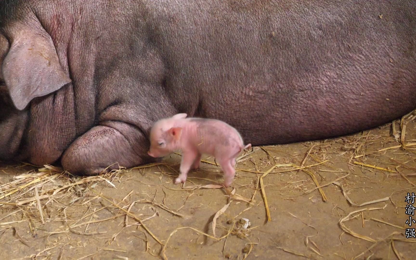 小猪仔多少钱一只(小猪仔多少钱一只2023) 小猪仔多少钱一只(小猪仔多少钱一只2023)