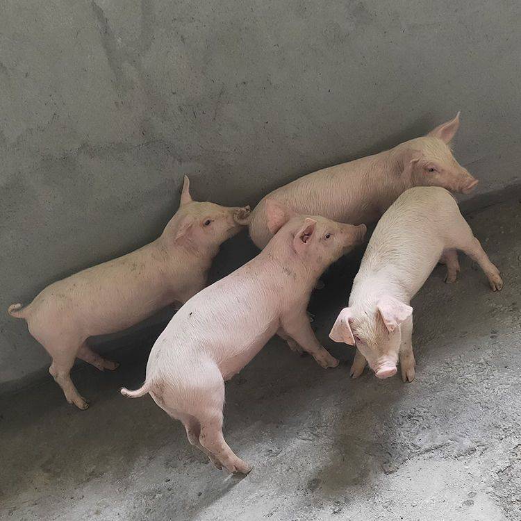 小猪仔多少钱一只(小猪仔多少钱一只2023) 小猪仔多少钱一只(小猪仔多少钱一只2023)