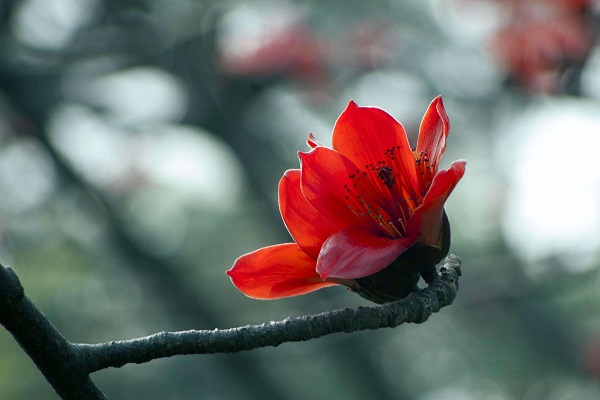 白木棉(白木棉花语) 白木棉(白木棉花语)