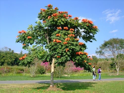 万紫千红树(万紫千红树为什么不结果) 万紫千红树(万紫千红树为什么不结果)