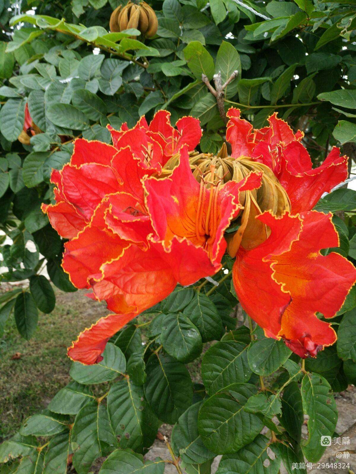 万紫千红树(万紫千红树为什么不结果) 万紫千红树(万紫千红树为什么不结果)