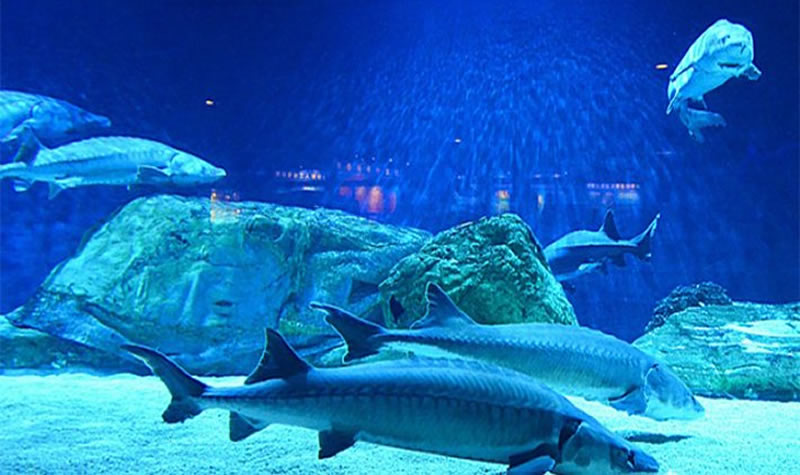 北京海洋馆门票(北京海洋馆门票可以单独购买吗)
