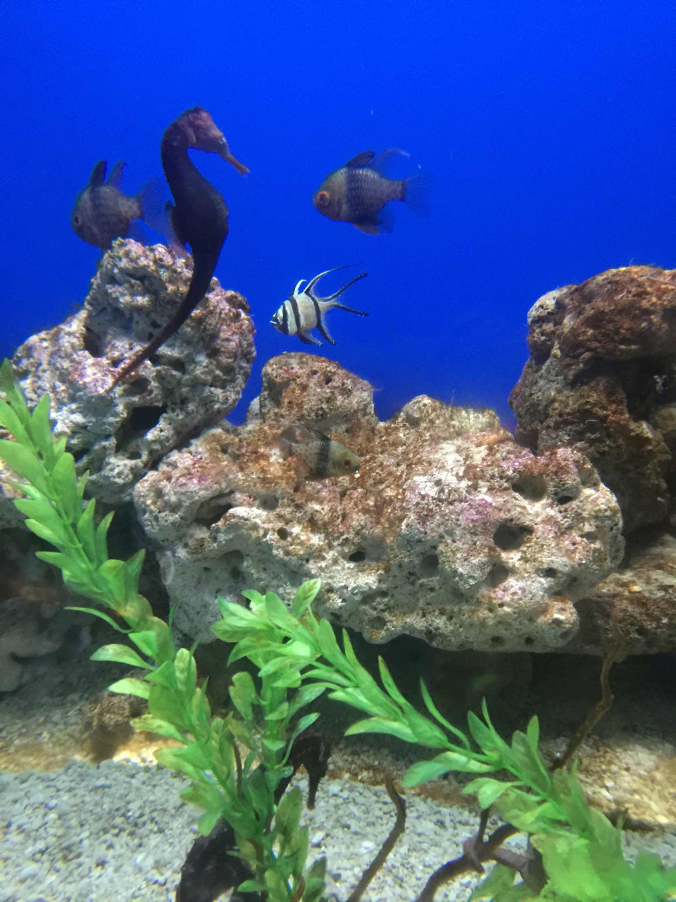 北京海洋馆门票(北京海洋馆门票可以单独购买吗)