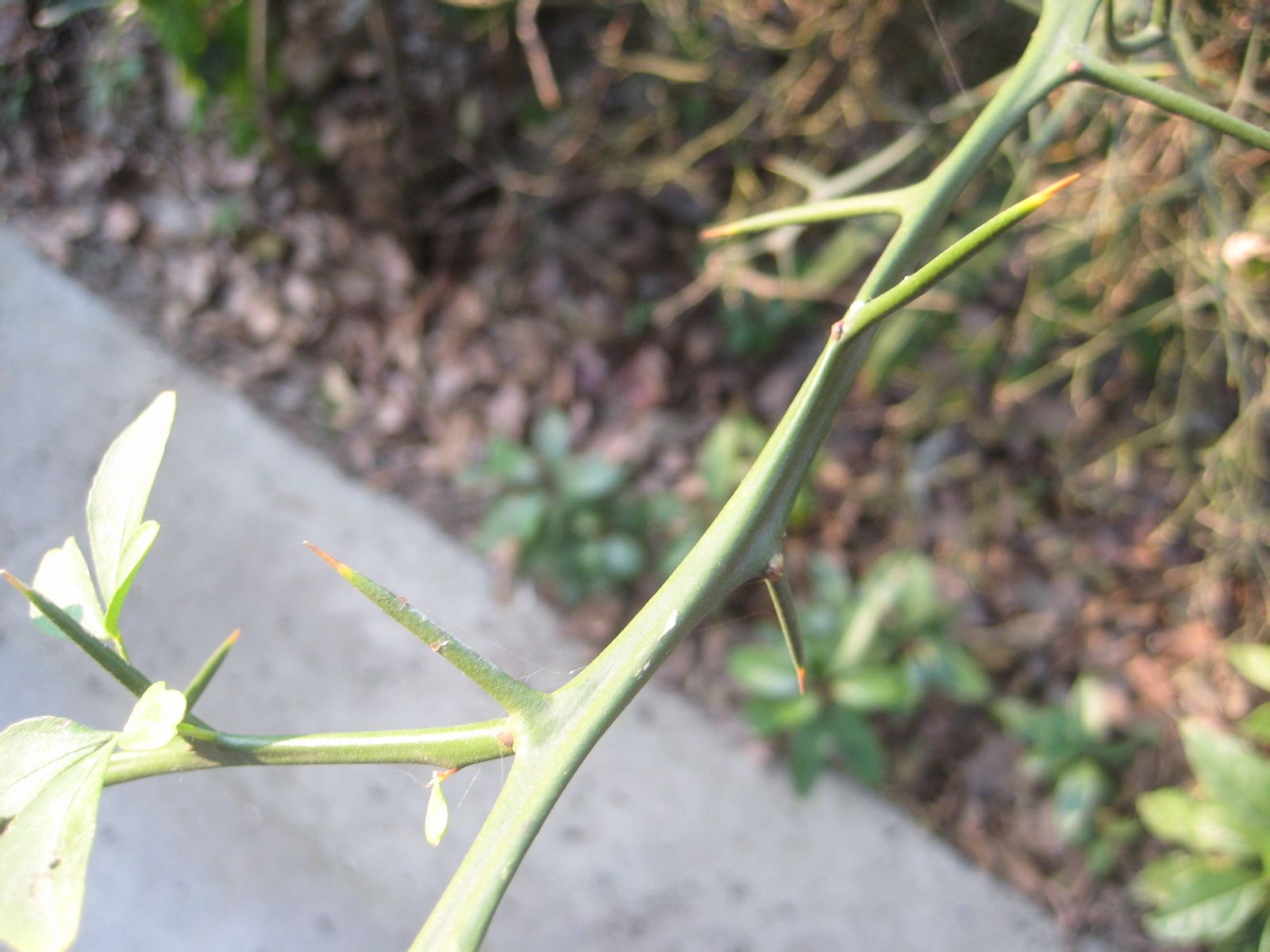 构橘(构橘树图片)