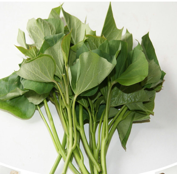 番薯苗(番薯苗的种植方法)