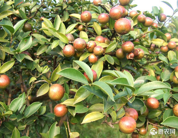 山茶油多少钱一斤(平江山茶油多少钱一斤) 山茶油多少钱一斤(平江山茶油多少钱一斤)