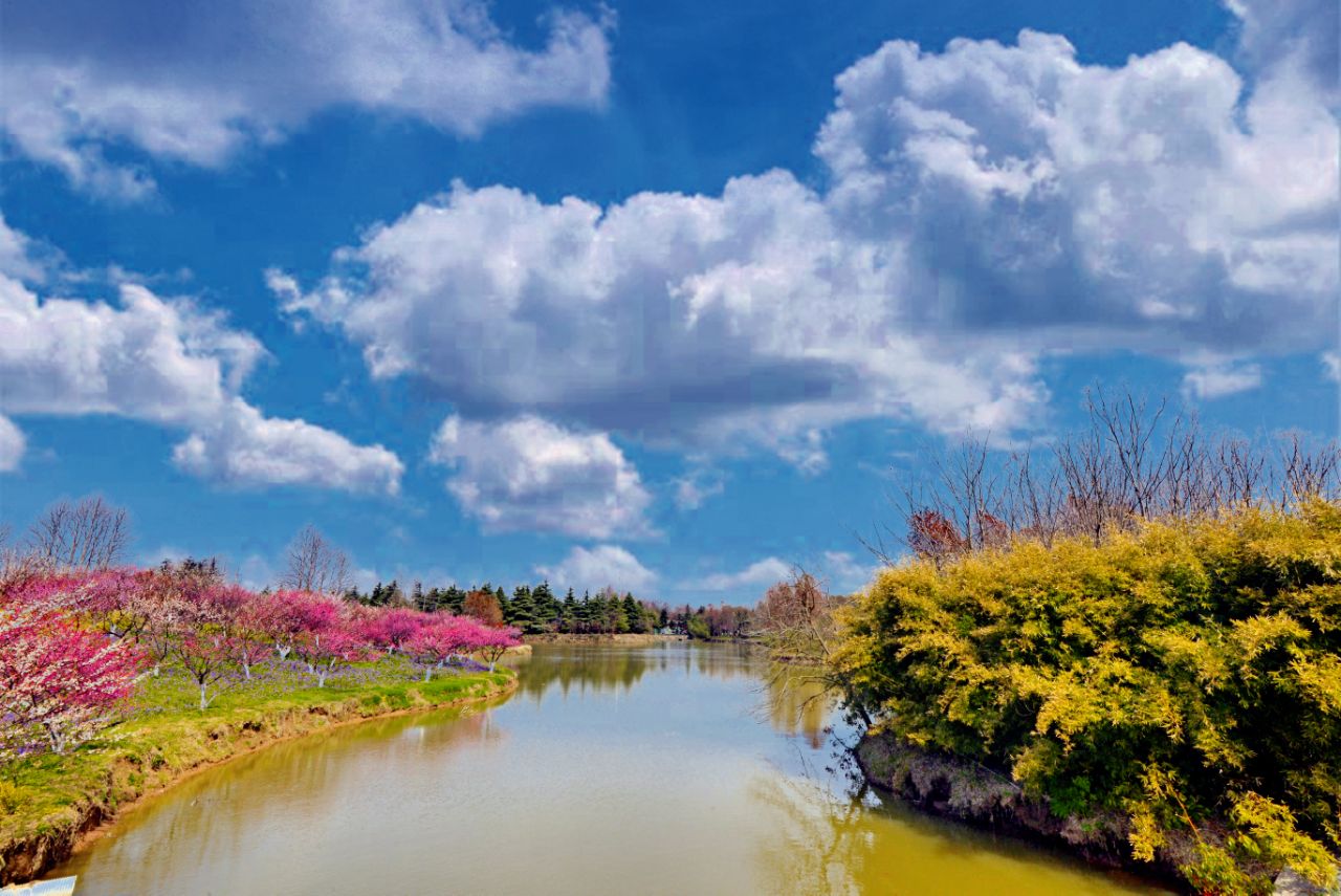 上海海湾国家森林公园(上海海湾国家森林公园官网)