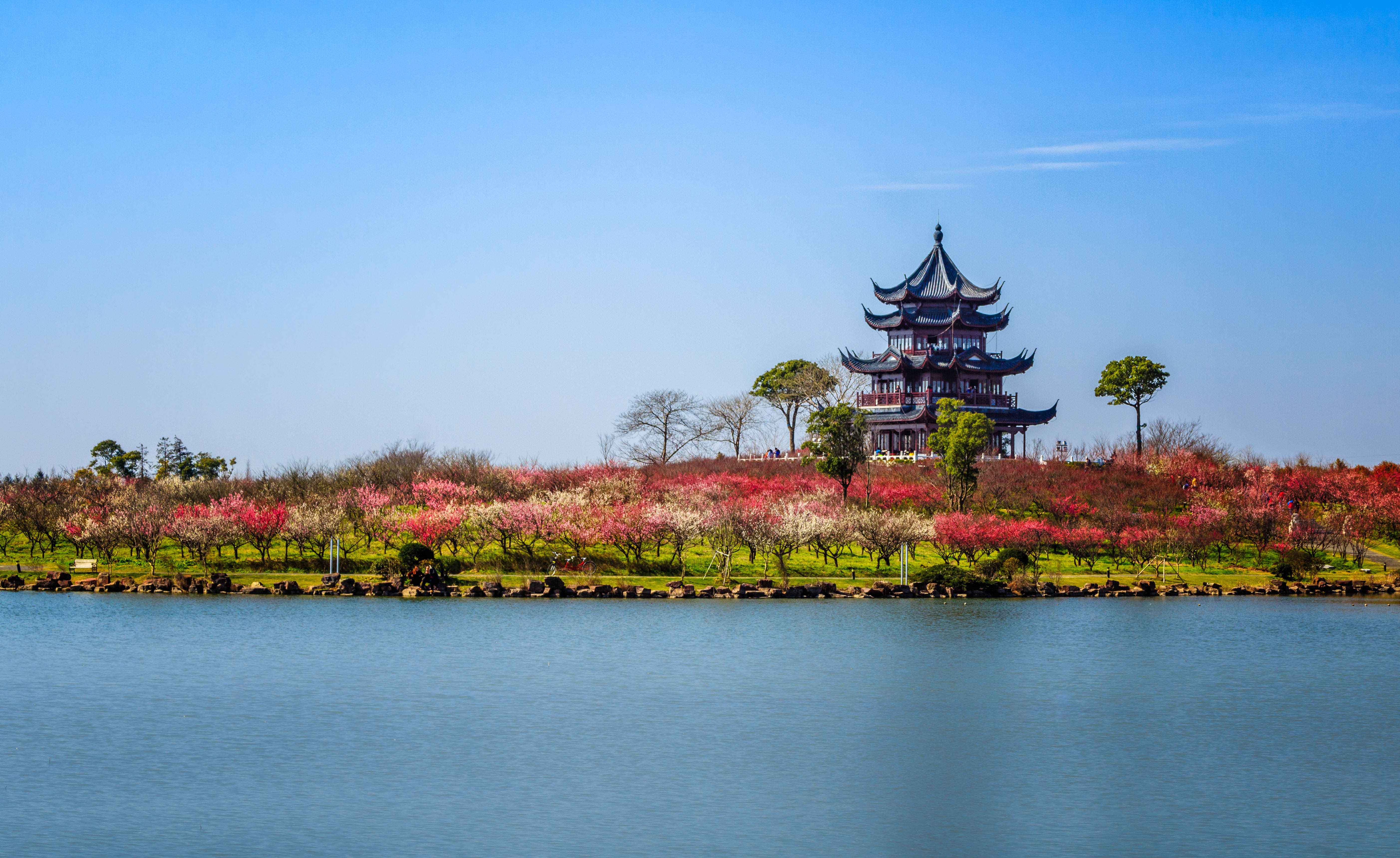 上海海湾国家森林公园(上海海湾国家森林公园官网)