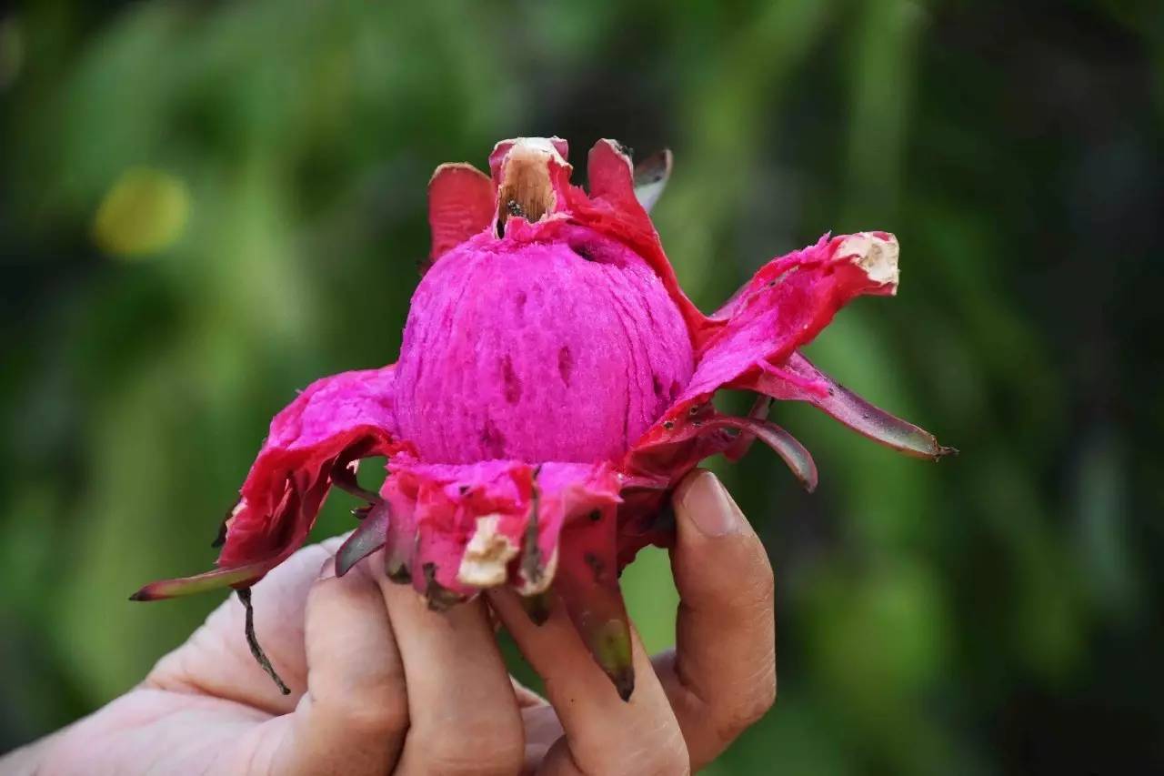 吃火龙果(吃火龙果拉肚子)