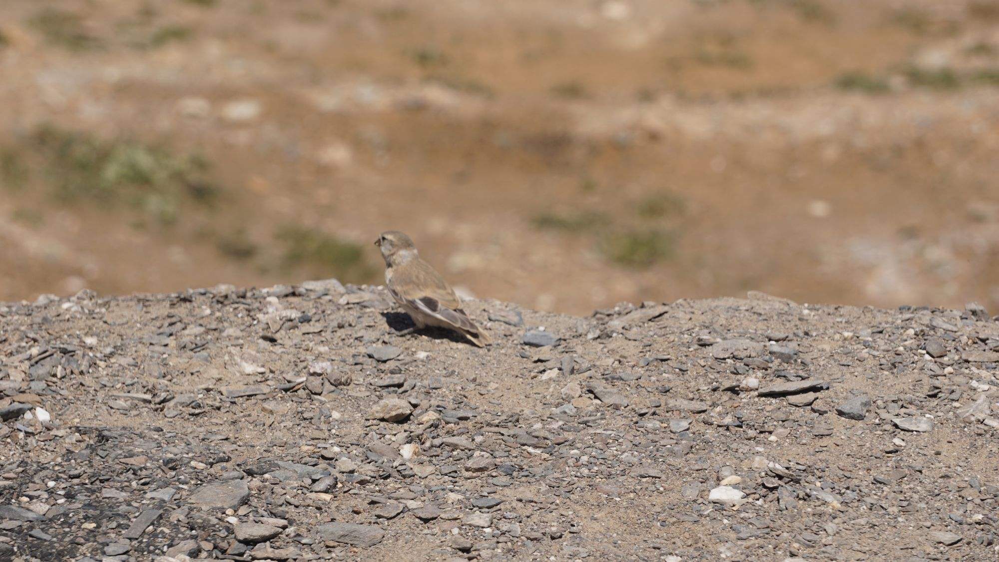 一只雀飞上桌(一只雀飞上桌捏尾巴跳下河打日常用品)