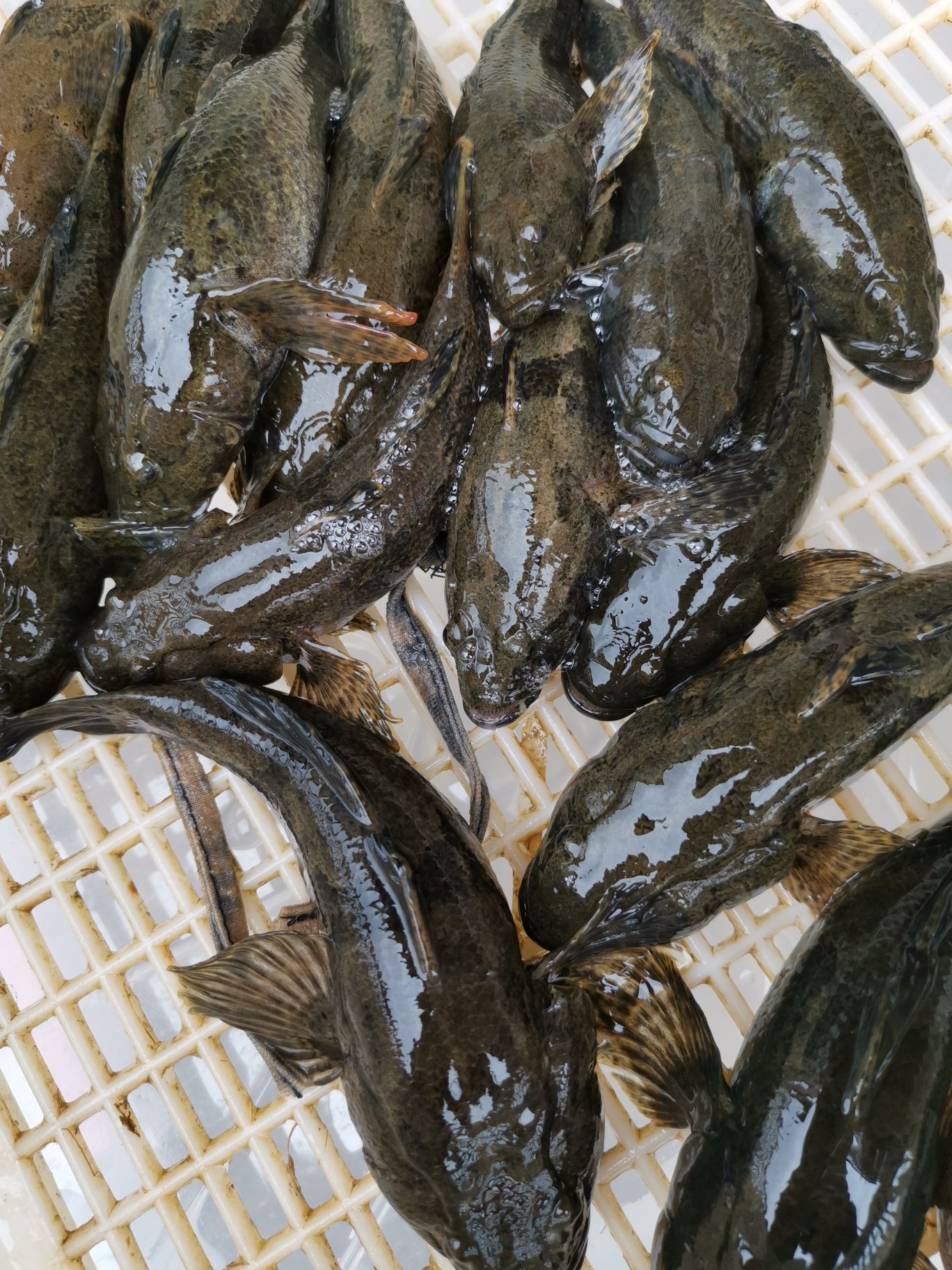 呆子鱼(呆子鱼的营养和价值)