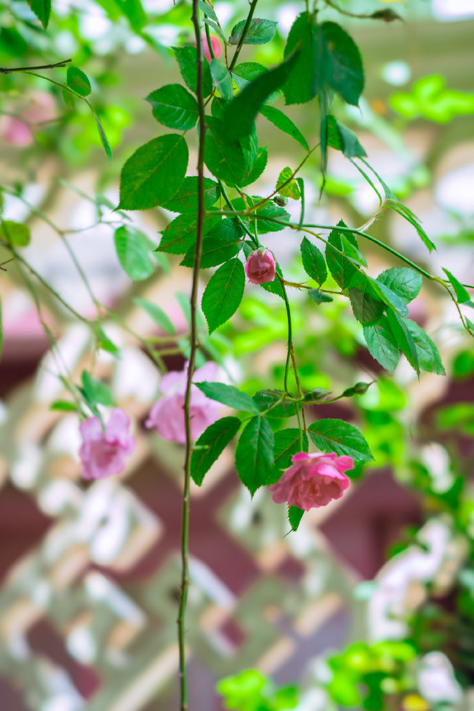 什么的藤蔓(什么的藤蔓四字成语) 什么的藤蔓(什么的藤蔓四字成语)