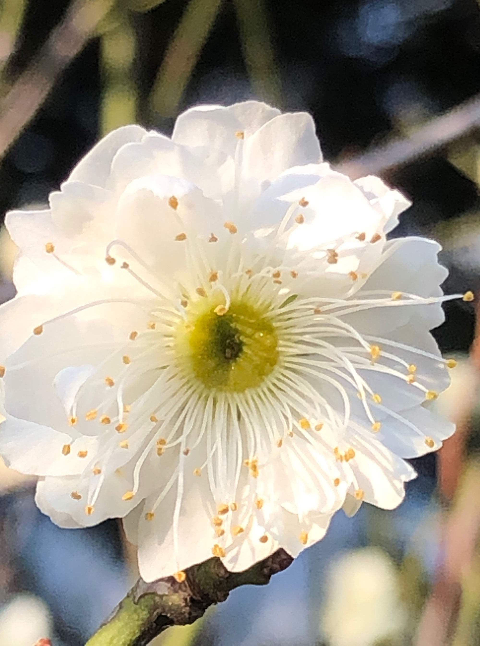 梅花是什么颜色(梅花是什么颜色的花) 梅花是什么颜色(梅花是什么颜色的花)
