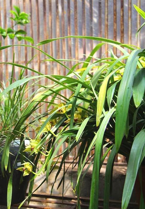 碧玉兰(碧玉兰价格多少一盆) 碧玉兰(碧玉兰价格多少一盆)