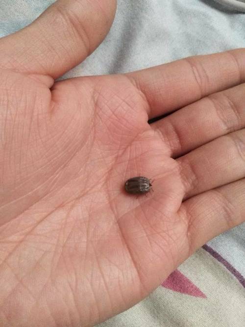 床上会有蜱虫吗(床上会有蜱虫吗会飞吗)