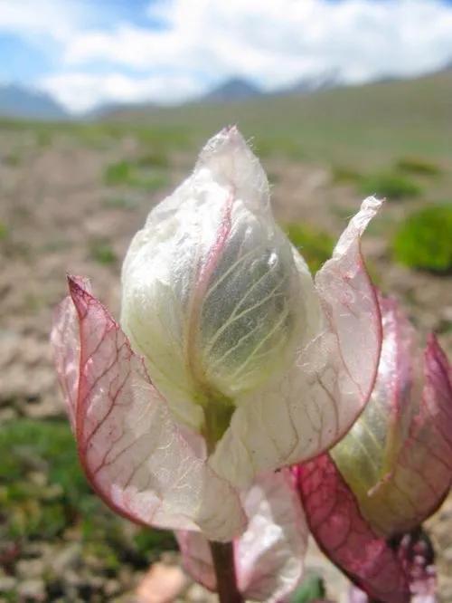 天山雪莲花(什么样的女人比喻雪莲花)