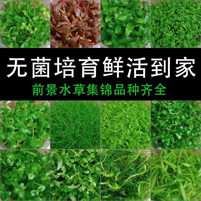 哪一种水草最增氧(容易爆缸的几种水草) 哪一种水草最增氧(容易爆缸的几种水草)