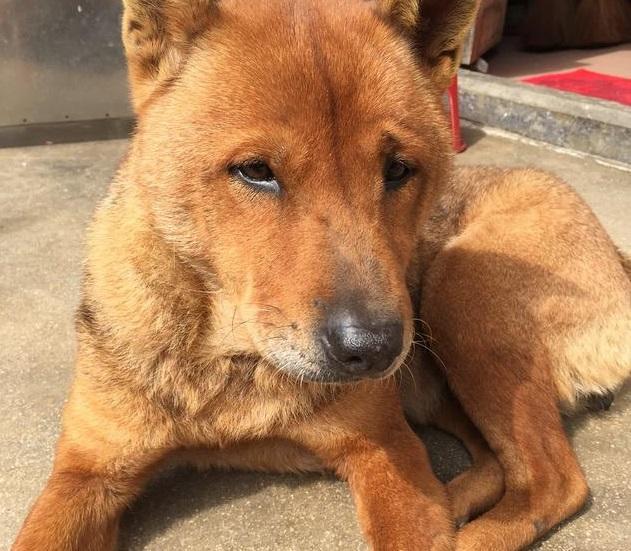 土狗是什么意思(我是土狗是什么意思)