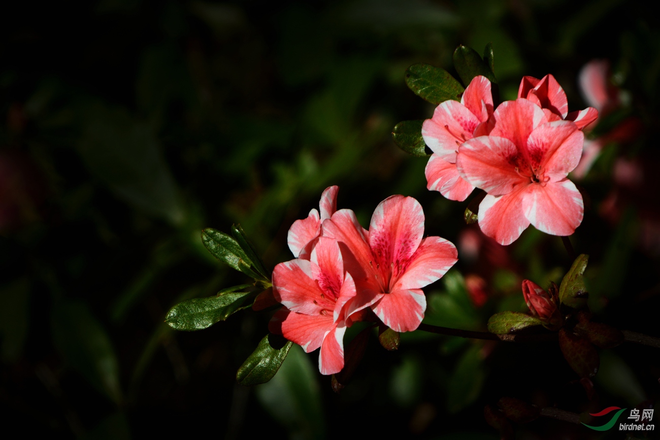 什么的杜鹃花(什么的杜鹃花填空颜色词语) 什么的杜鹃花(什么的杜鹃花填空颜色词语)