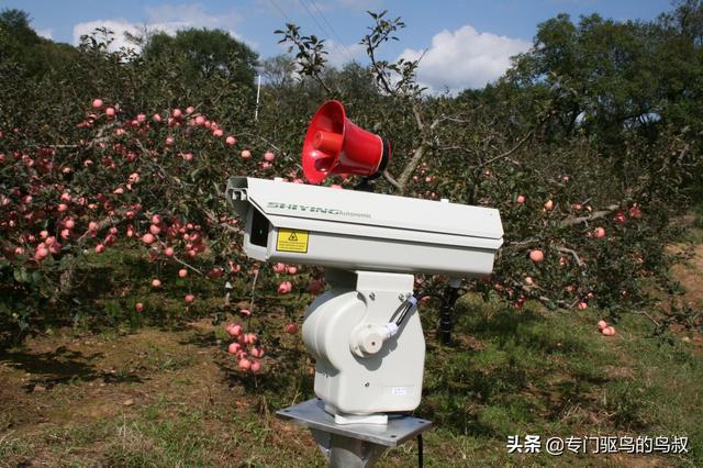 驱鸟(驱鸟用什么方法最好) 驱鸟(驱鸟用什么方法最好)