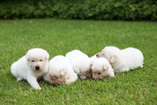 珍岛狗(珍岛狗事件)