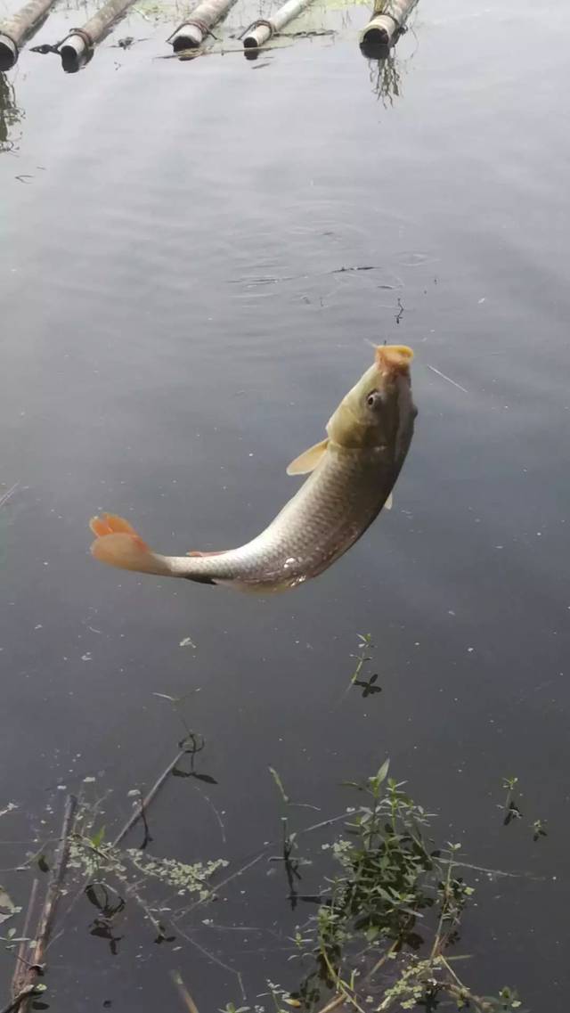 鲤鱼筋怎么抽(鲤鱼筋怎么抽出来视频)