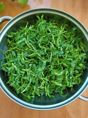 苜蓿怎么念(苜蓿怎么念?)