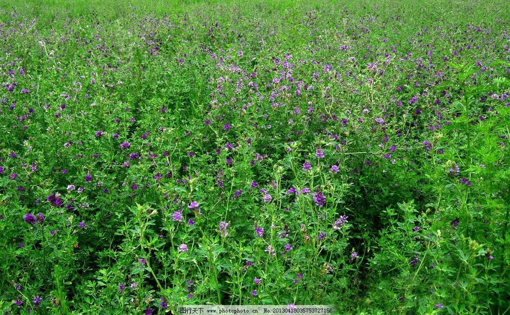 苜蓿怎么念(苜蓿怎么念?)