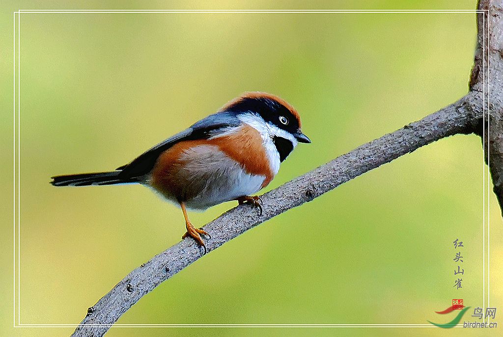 红头k(红头k是什么果子图片)