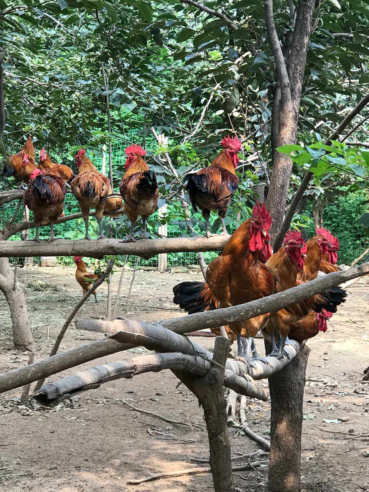 公鸡母鸡哪个好吃(公鸡母鸡哪个好吃点) 公鸡母鸡哪个好吃(公鸡母鸡哪个好吃点)