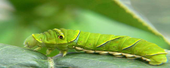 猪儿虫是什么意思(猪儿虫是什么意思四川话) 猪儿虫是什么意思(猪儿虫是什么意思四川话)