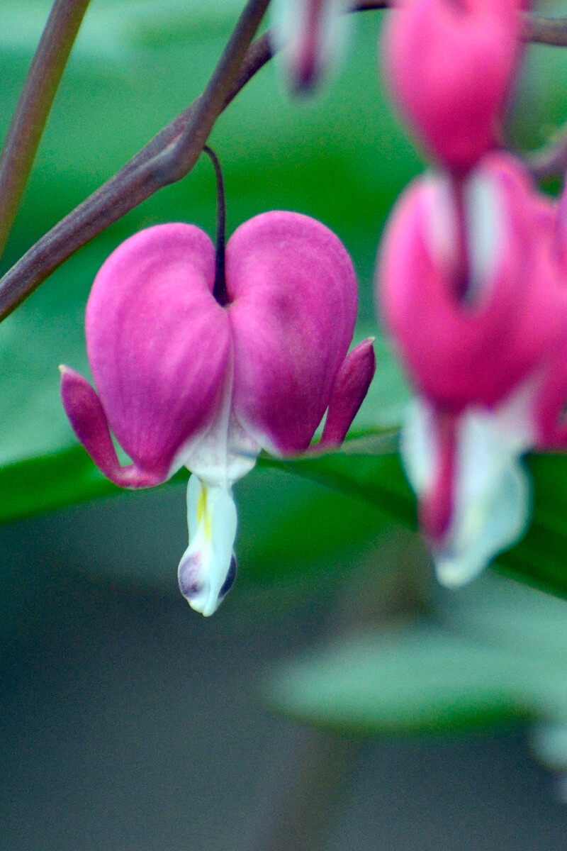 矢志不渝的拼音(矢志不渝的拼音和意思是什么) 矢志不渝的拼音(矢志不渝的拼音和意思是什么)
